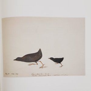 Black Rail by J. J. Audubon